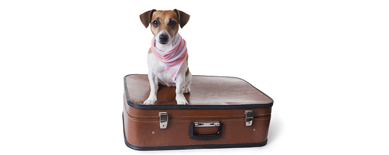 Allianz - dog sitting on suitcase