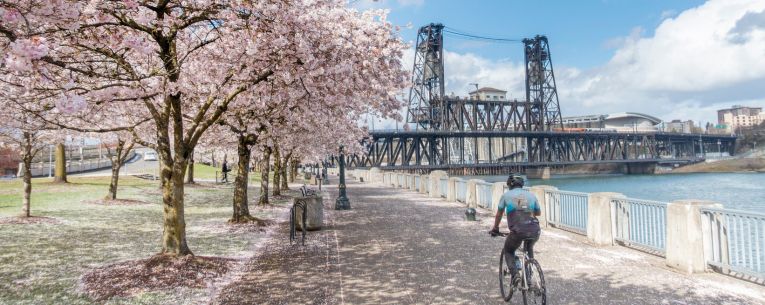 Allianz - cherry blossoms in portland, oregon
